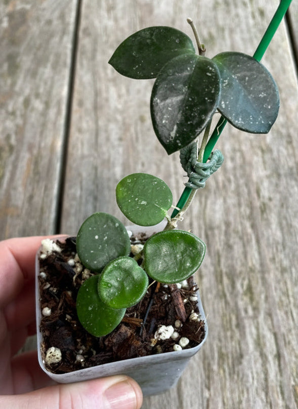 Hoya cv. Mathilde (carnosa x serpens)