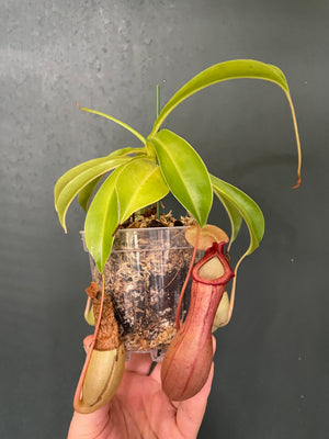 Nepenthes ventrata