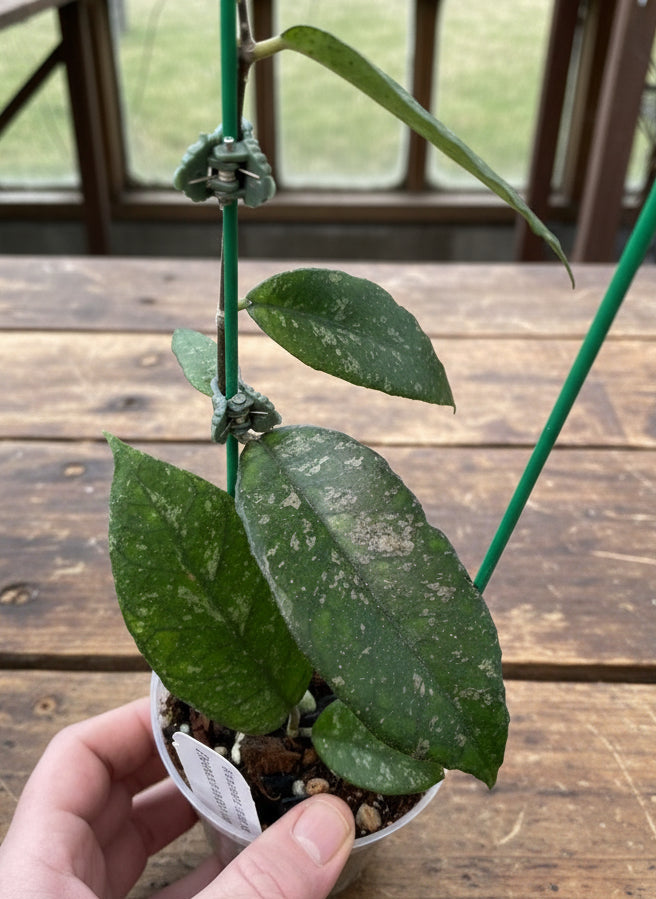 Hoya finlaysonii 'Chicken Farm'