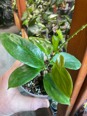 Hoya aldrichii