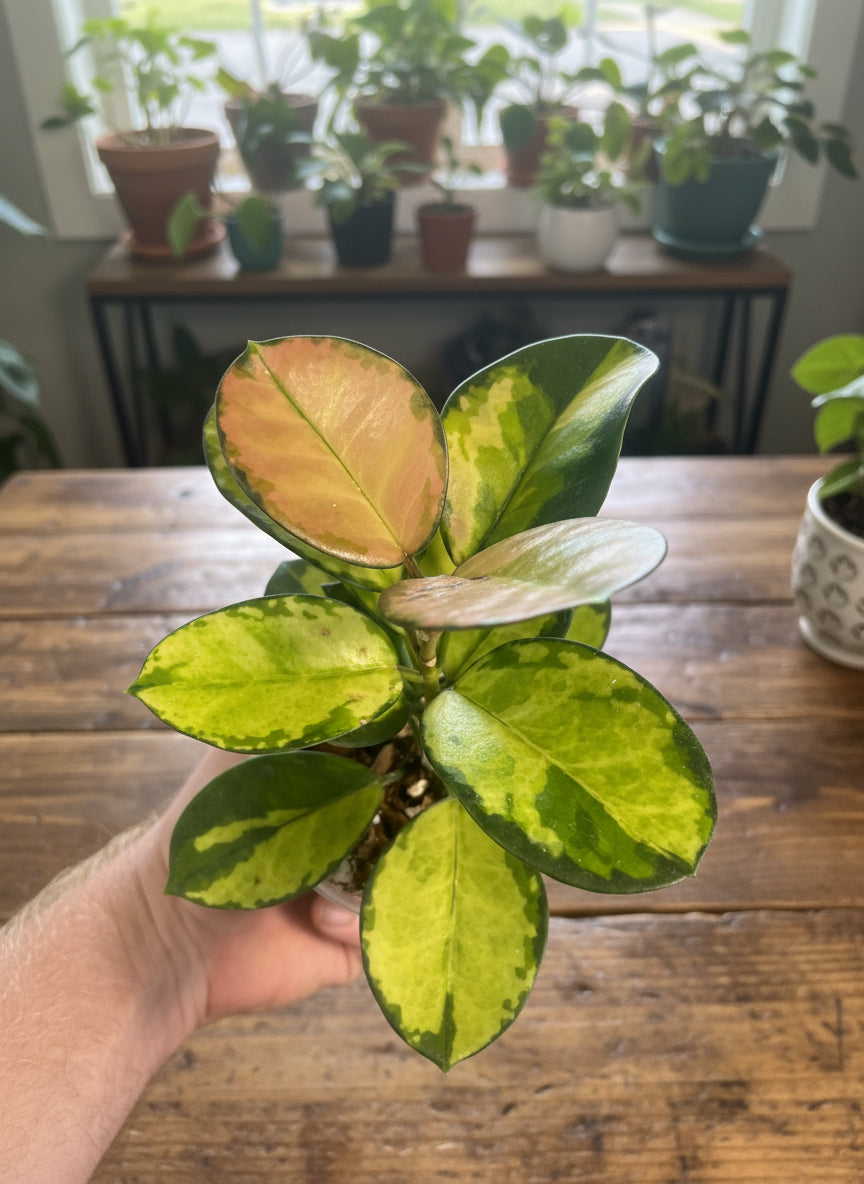 Hoya australis 'Lisa'