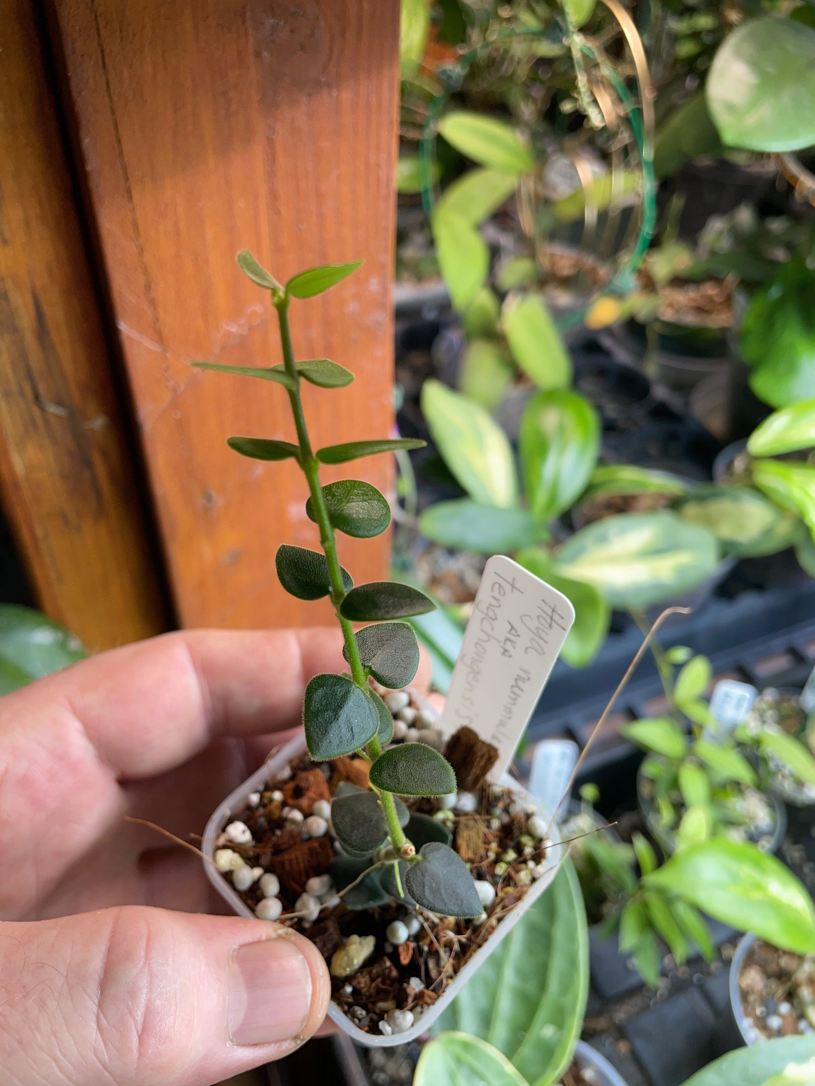 Hoya nummularia aka tengchongensis
