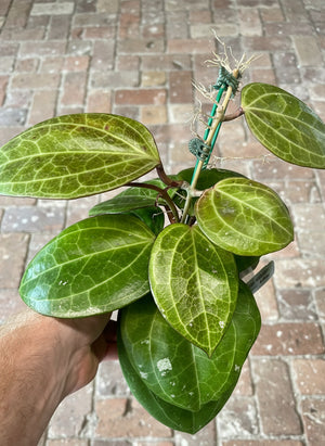 Hoya latifolia Sarawak