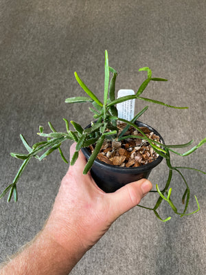 Rhipsalis micrantha f. Kirbergii