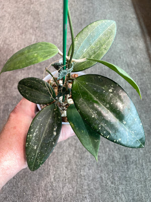 Hoya latifolia Rangsan