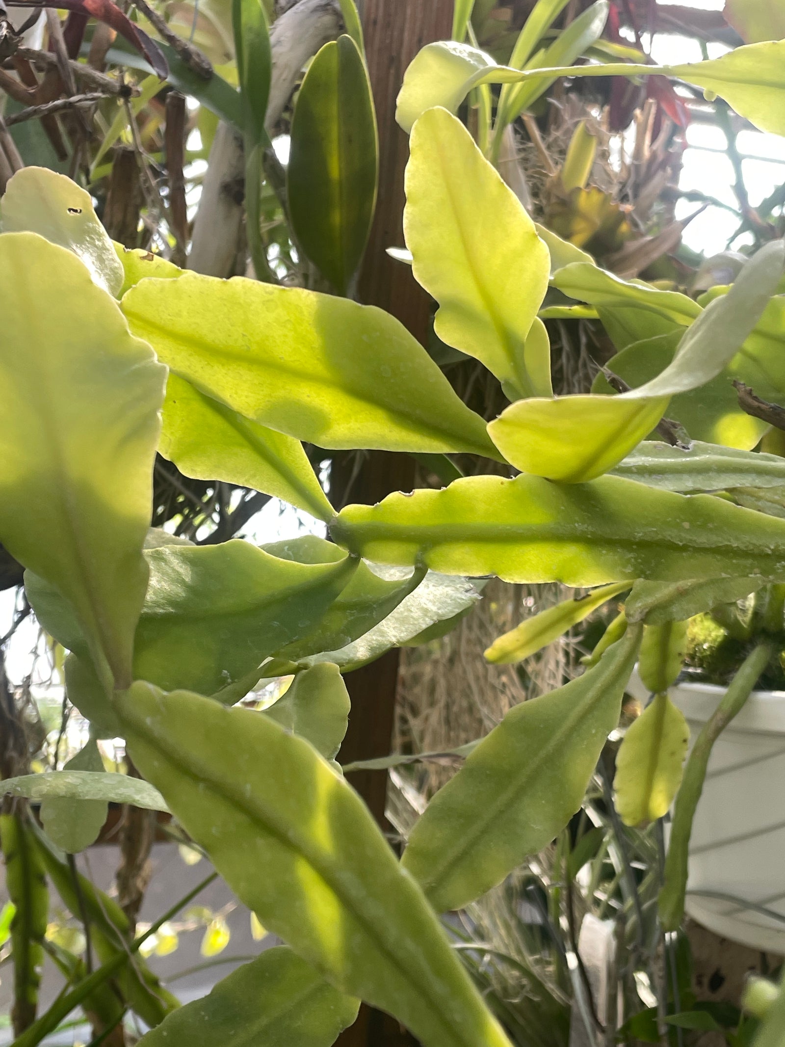 Rhipsalis pachyptera aff.