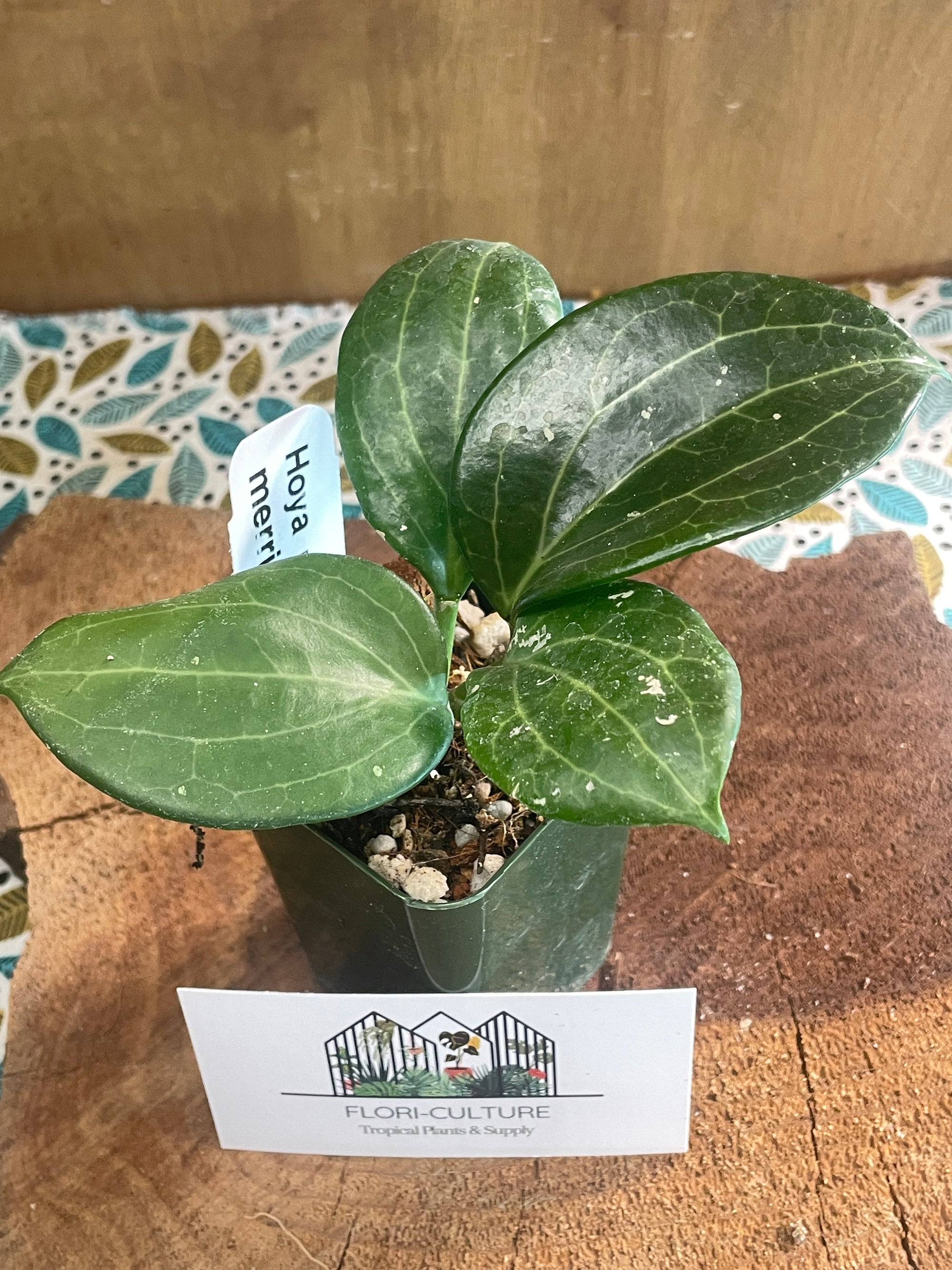 Hoya merrillii