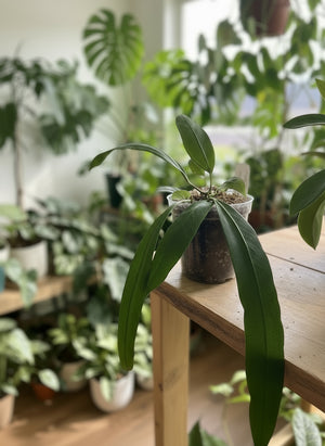 Anthurium vittarifolium