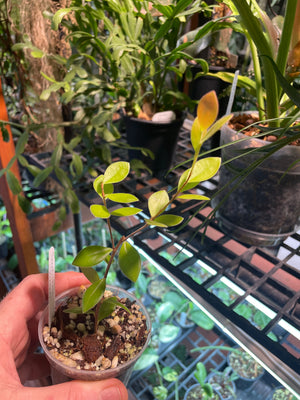 Ceratostema kiatana