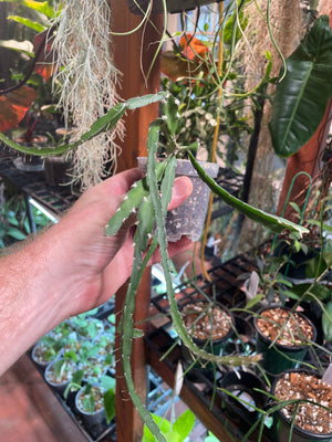 Lepismium cruciforme