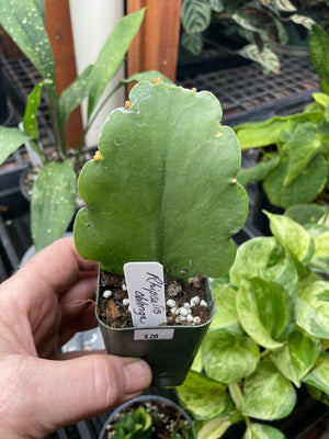Rhipsalis oblonga aff.