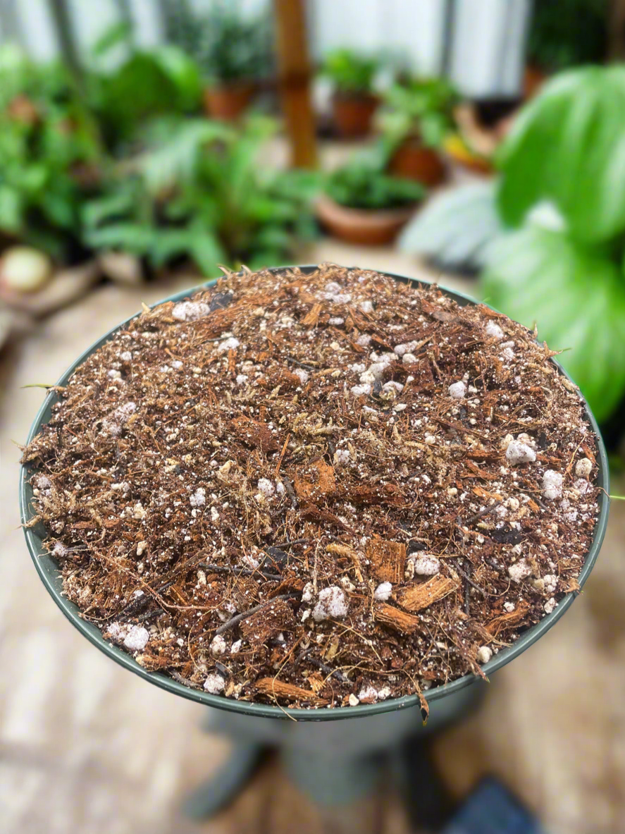 Flori-Culture Begonia Mix