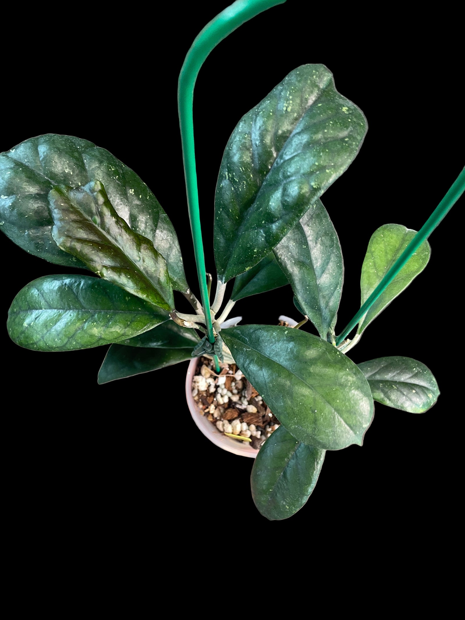 Hoya Viola