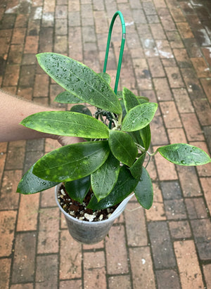 Hoya verticillata (parasitica Pink)
