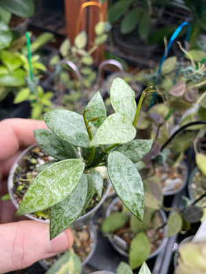 Hoya lacunosa ‘Laos’