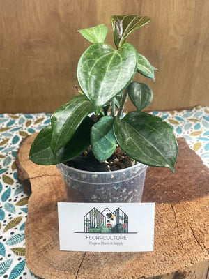 Hoya merrillii