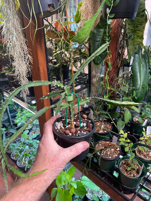 Lepismium cruciforme