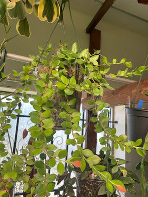 Ceratostema kiatana