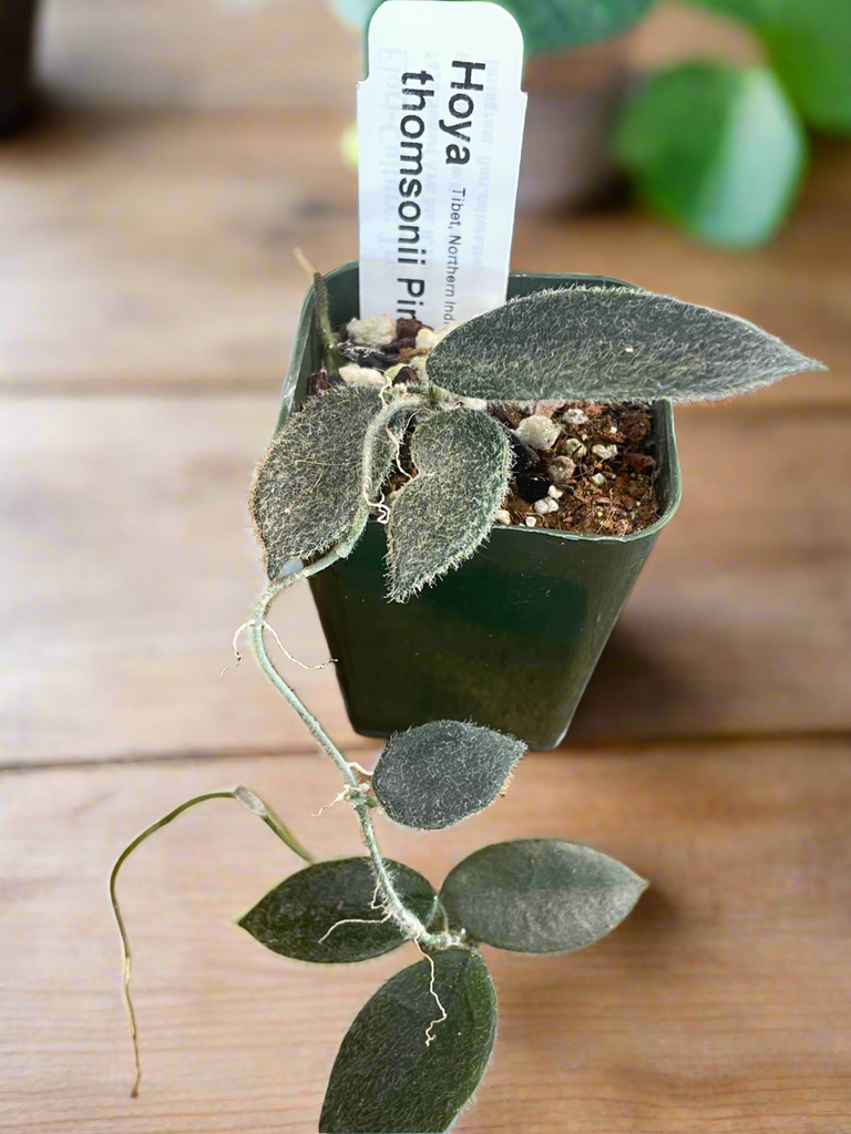 Hoya thomsonii Pink - Flori-Culture Tropical Nursery + Hoya + Supply