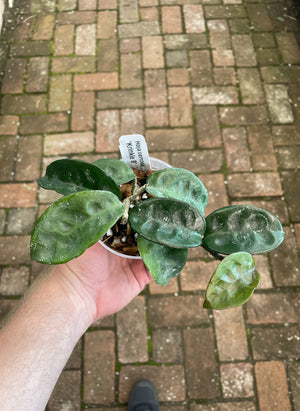Hoya carnosa 'Krinkle 8'
