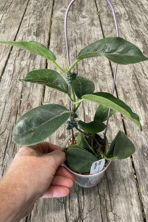 Hoya albiflora
