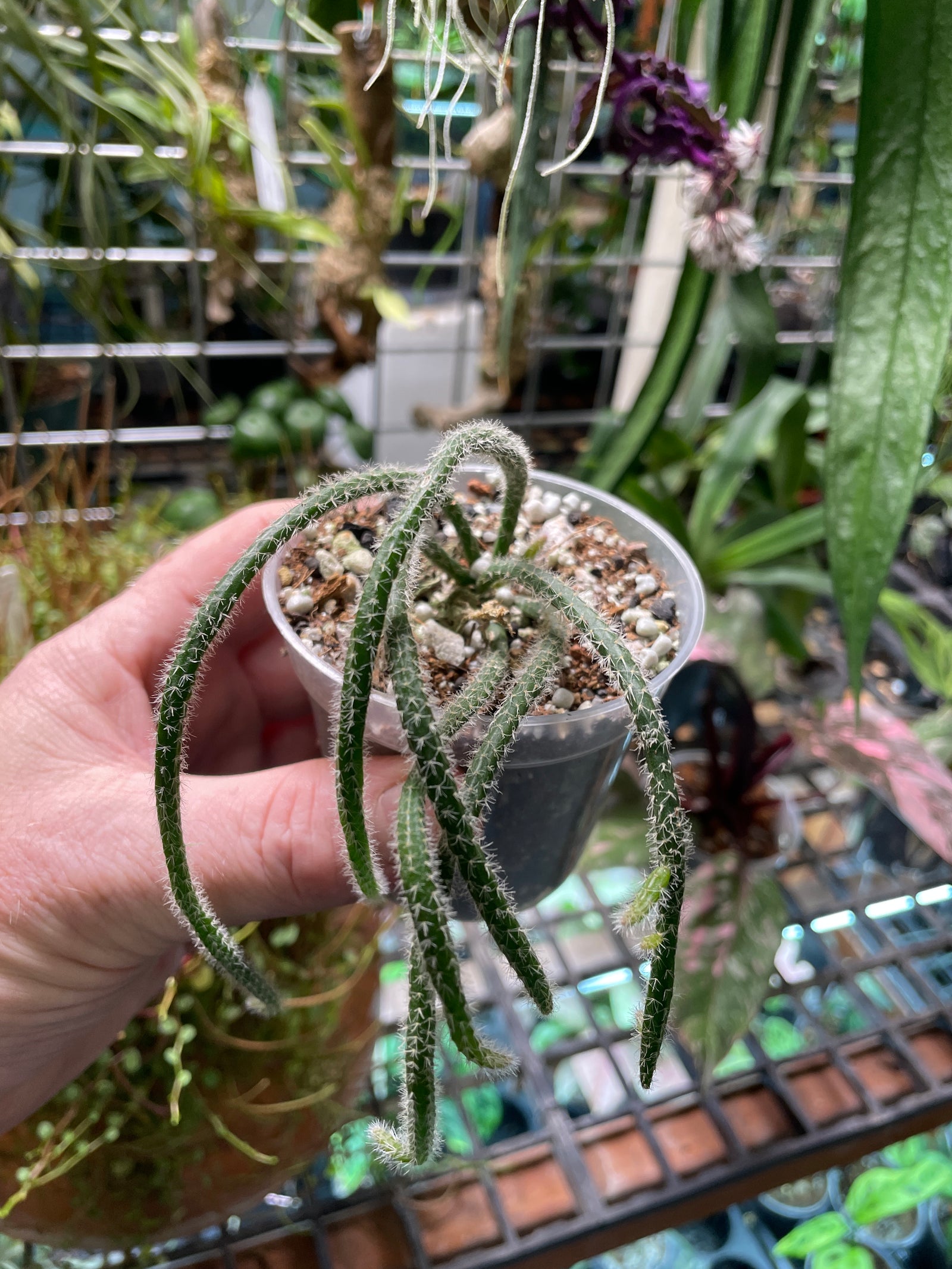 Rhipsalis baccifera ssp. horrida