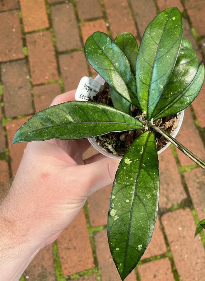 Hoya crassipetiolata splash