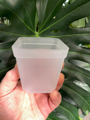 Square Plastic Pots - Clear