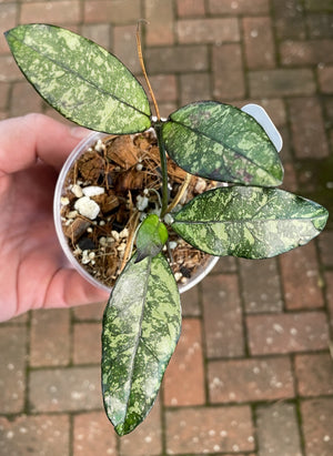 Hoya crassipetiolata Super Splash