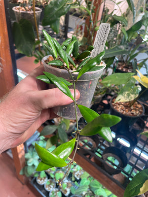 Hoya loheri