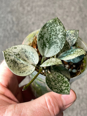 Hoya lacunosa Silver Mint Coin