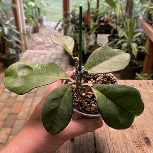 Hoya hainanensis