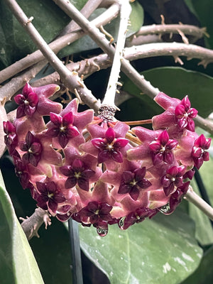 Hoya cinnamomifolia var purpureofusca