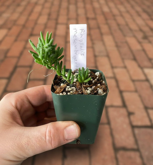 Rhipsalis mesembryanthemoides