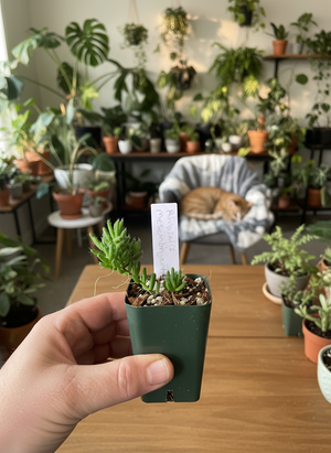 Rhipsalis mesembryanthemoides