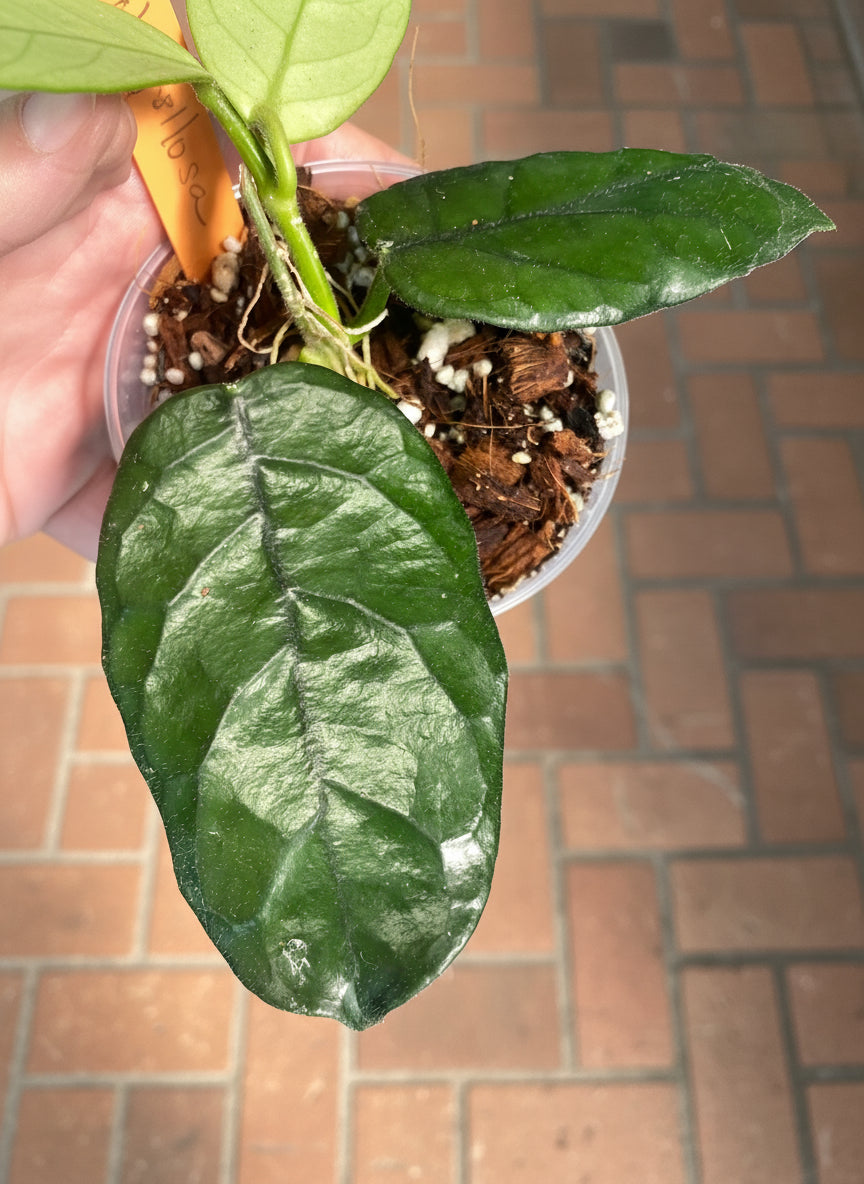 Hoya villosa (Cho Bang)