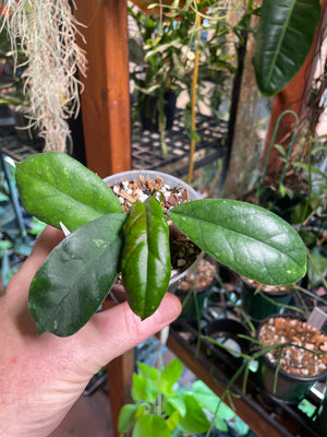 Hoya Viola