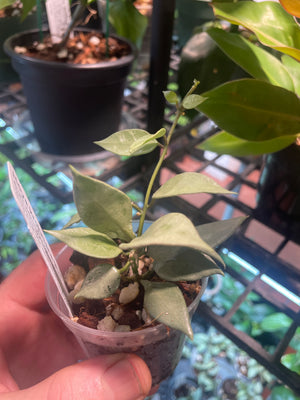 Hoya krohniana 'Mint'