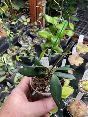 Hoya davidcummingii
