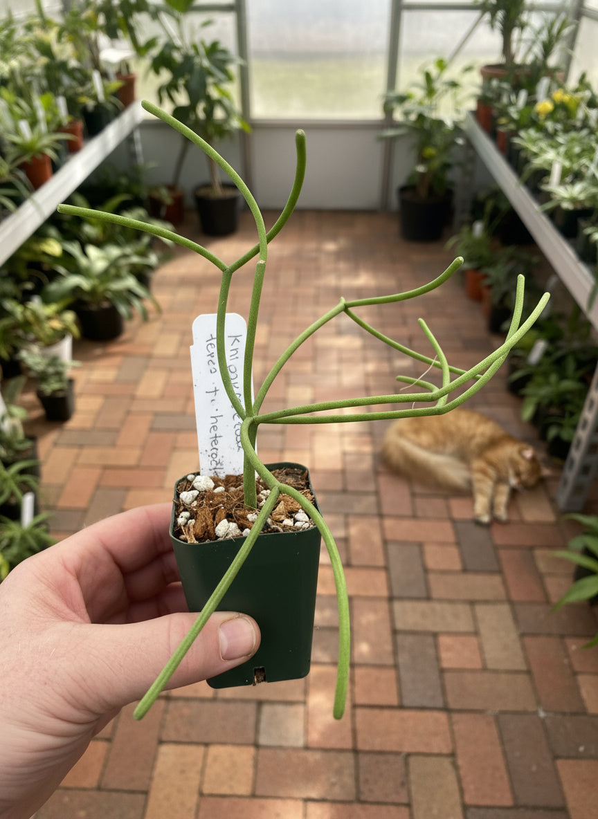 Rhipsalis teres f. heteroclada