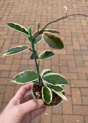Hoya carnosa tricolor 'Krimson Queen'
