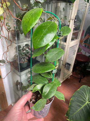 Hoya mindorensis Red