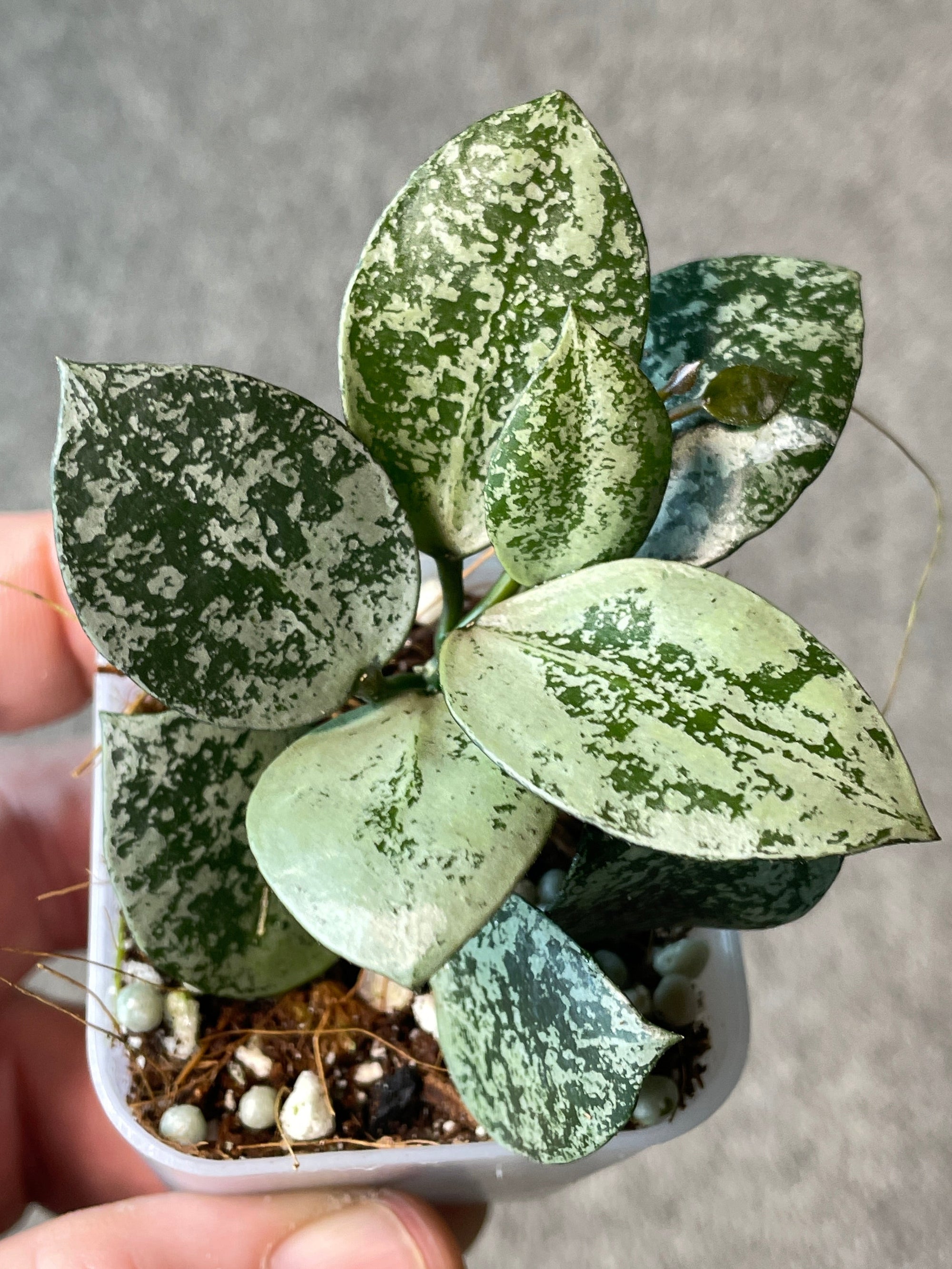 Hoya lacunosa Silver Mint Coin