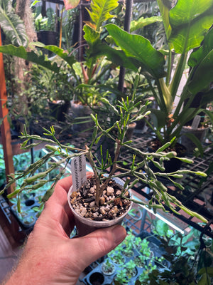 Hatiora salicornioides