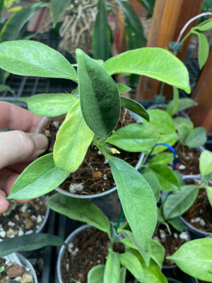Hoya albiflora