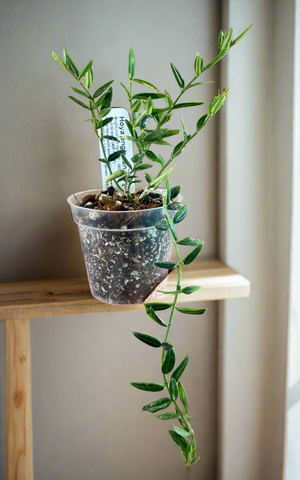 Hoya engleriana