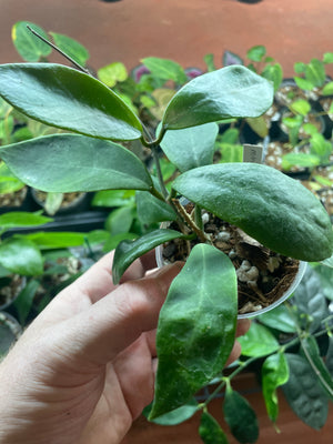 Hoya mindorensis Red