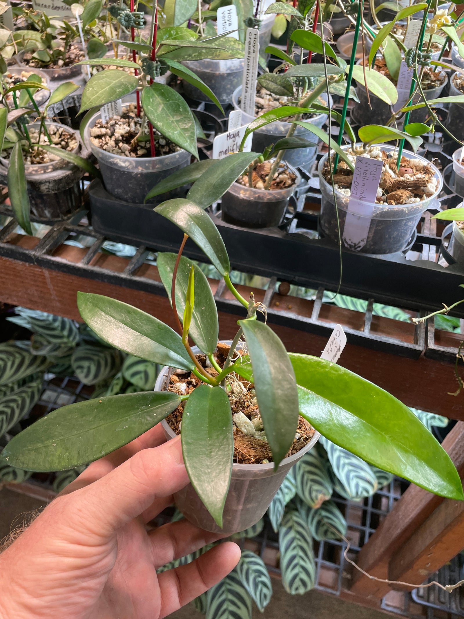 Hoya celata Black Dragon