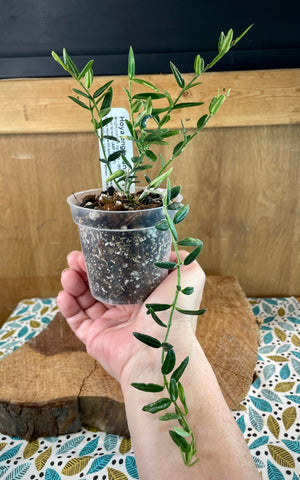 Hoya engleriana