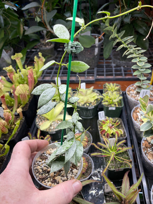 Hoya lacunosa ‘Laos’